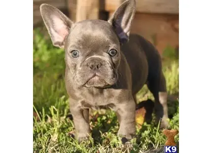 French Bulldog